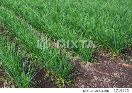 Growing of Japanese leek 5719225