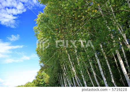 Blue sky and white birch Blue sky and white birch 5719228