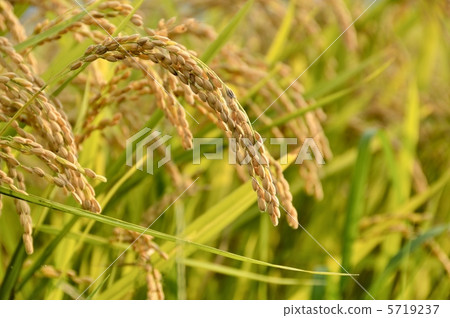 Fruit of autumn Fruit of autumn 5719237