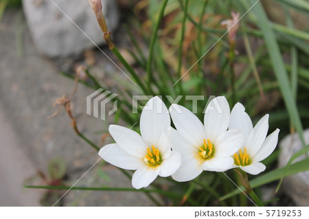 花白色Zephyrinus球碎片 5719253