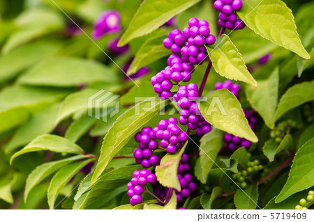 紫式部 紫式部 5719409