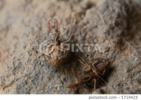 Mimicry of Alijigok Mimicry of Alijigok 5719428