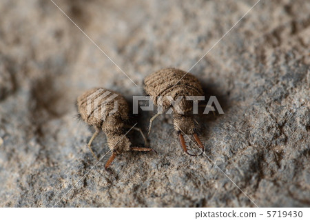 Aristotle larva Aristotle larva 5719430