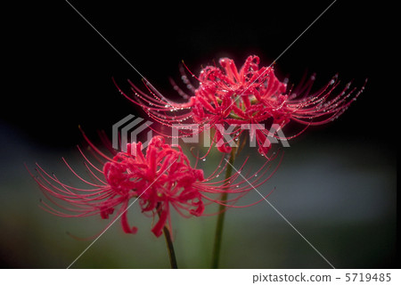 Mantischaege Mantischaege 5719485