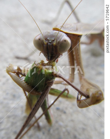 螳螂吃蝗蟲 5719642