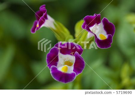 Torenia Torenia 5719690