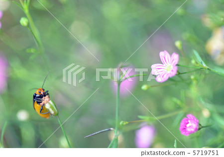 甲蟲夫人 5719751