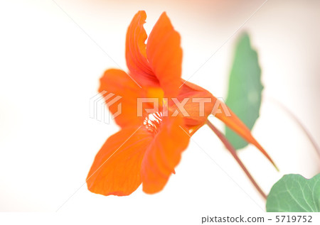 旱金蓮屬 5719752