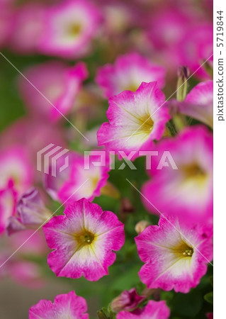Petunia 5719844