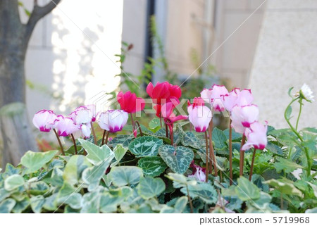 Cyclamen 5719968
