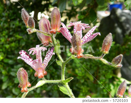 Hototogisu(Dusko Grass) Hototogisu(Dusko Grass) 5720103