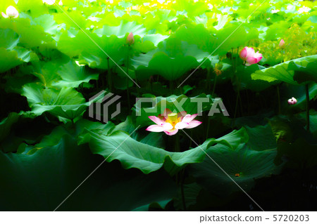 Lotus (1) Lotus (1) 5720203