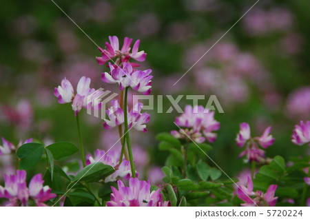 Flower of red-bean Flower of red-bean 5720224