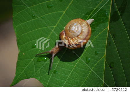 雨後 雨後 5720312