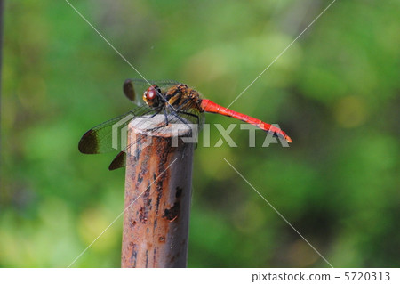 停止在分支的紅色蜻蜓 停止在分支的紅色蜻蜓 5720313