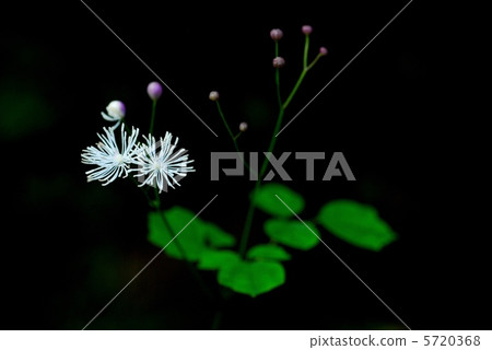 Shigakaramatsu Shigakaramatsu 5720368