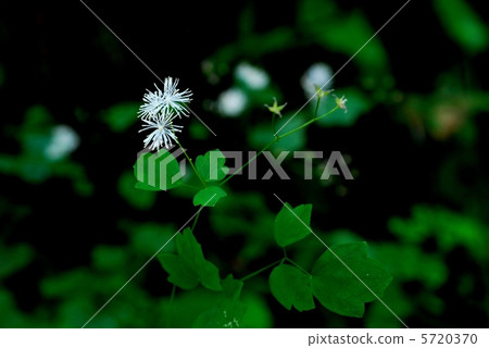 Shigakaramatsu Shigakaramatsu 5720370