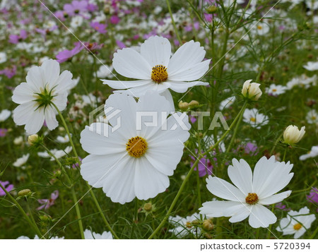 白色宇宙 5720394