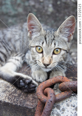 Chains and stray cats 5720525