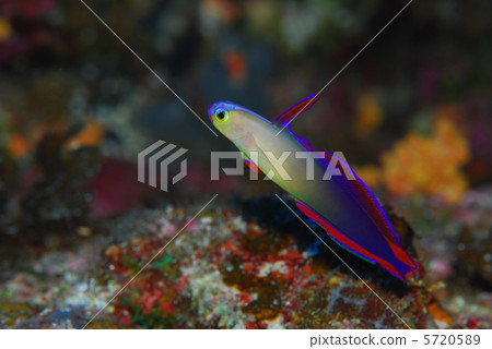 Akebono-nohase Akebono-nohase 5720589