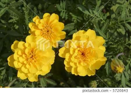 Marine gold Marine gold 5720843