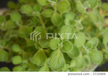 Fluffy aromatics Fluffy aromatics 5720909