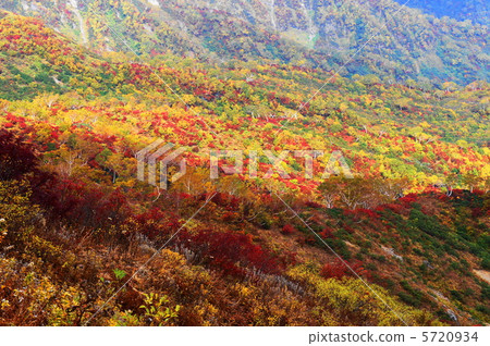 秋天葉子，當攀登白山時 5720934