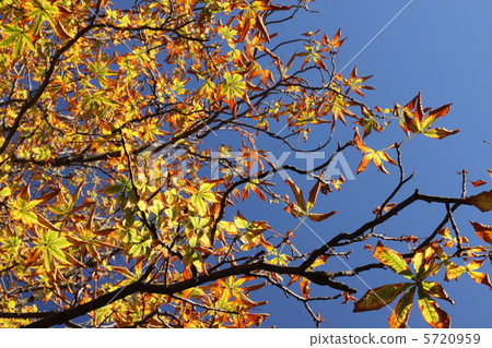 歐洲七葉樹秋葉 5720959