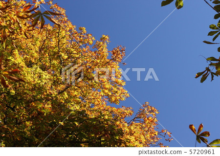 Autumn leaves of horse chestnut Autumn leaves of horse chestnut 5720961