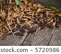 落葉和堅果 5720986