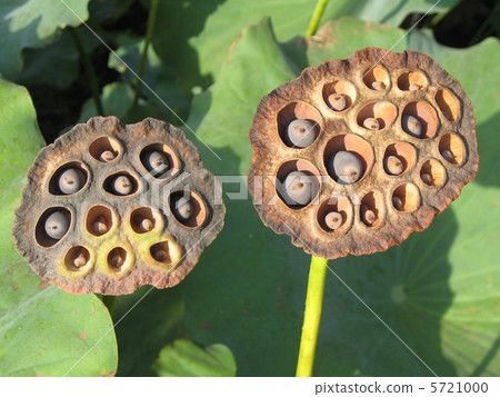 Lotus true Lotus true 5721000