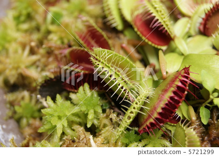 Fly Trussa · Self-fabric is limited to one region of North America Insectivorous plants · Horizontal position up large Fly Trussa · Self-fabric is limited to one region of North America Insectivorous plants · Horizontal position up large 5721299