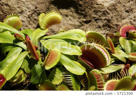 Fly Trussa · Self-fabric is limited to one area of North America Insectivorous plants · Horizontal position up 5721300