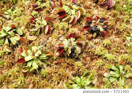 Fly Trussa · Self-fabric is limited to one district of North America Insectivorous plants · Horizontal position 5721303