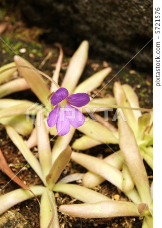Musitris firma花1輪·細葉類型·垂直位置 5721576