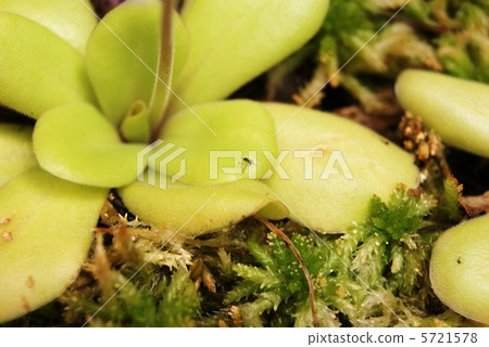 Insects traverse in the leaves of the leaves and leaves of Musitris firma · lateral position 5721578