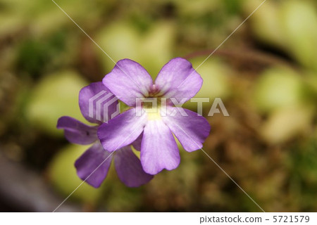 Flower of Musitris firma · Insectivorous plant resembling violet at first glance · Horizontal position 5721579