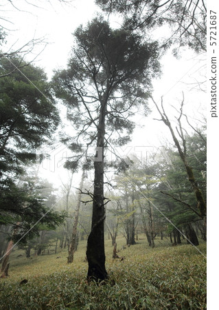 Native forest 5721687