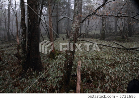 Native forest 5721695