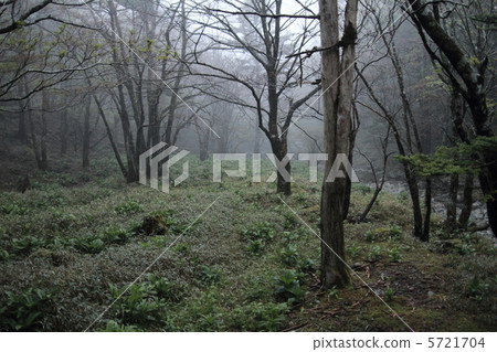 Native forest Native forest 5721704