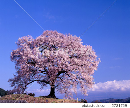 Sakura of Wang Jinzuka 5721739