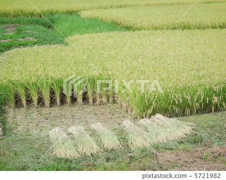 水稻收割 5721982