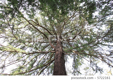 Himalaya Sugi 5722161