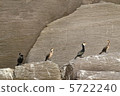 Rock skin and row of birds 5722240