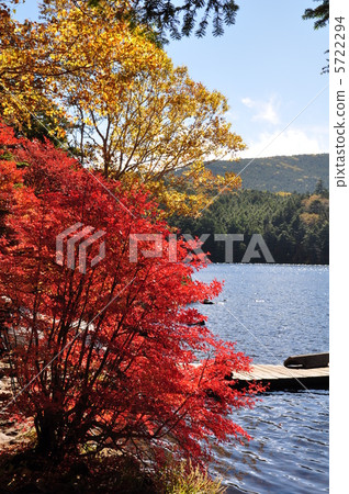 Leaves of white leaves 5722294