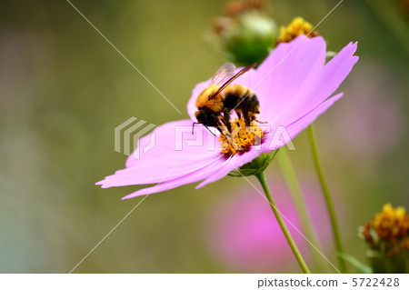 Cosmos and bees 5722428