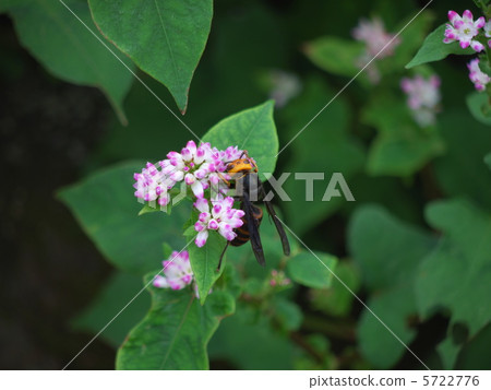 味噌蕎麥麵和地球黃蜂 5722776
