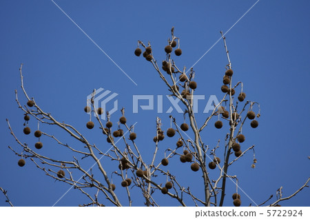 Suzuku no Tane Suzukenoki is often called Platanus. 5722924