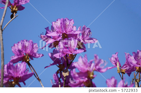 Three leaves come in at the branch after the trilobal flower finishes. 5722933