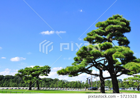 The pine tree of the Imperial Palace 5723328